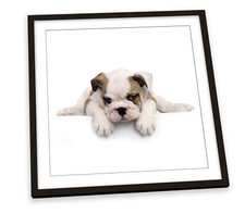 Cute British Bulldog Puppy White FRAMED ART PRINT Picture Square Artwork