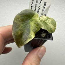 Alocasia cuprea aurea latte - alocasia,