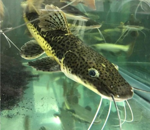 Plus baby redtail hybrid - plus,