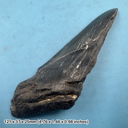 Authentic carcharodon - authentic,