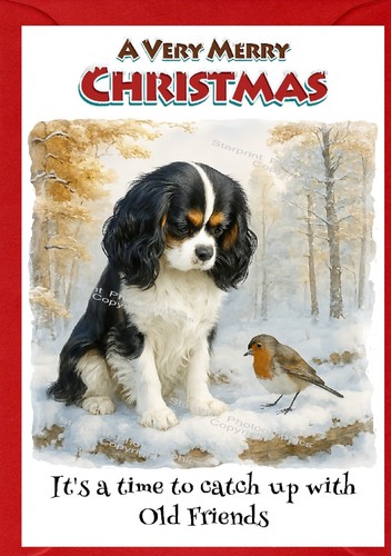 Cavalier king charles spaniel - cavalier,