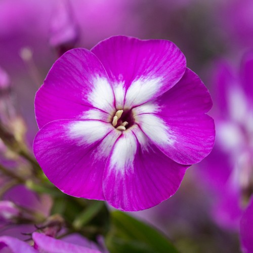 Garden phlox laura purple - laura,
