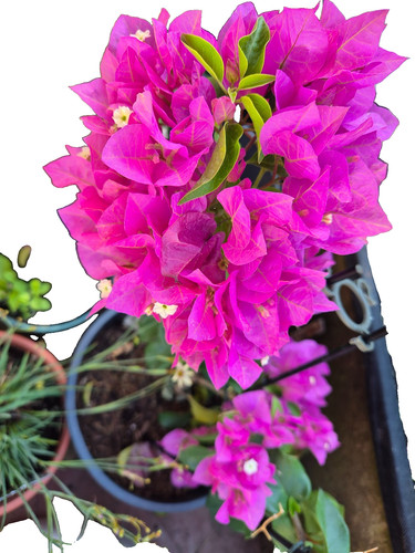 Bougainvillea pink with