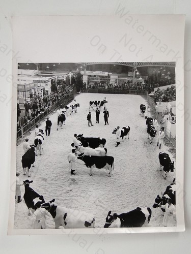 1969 dairy show olympia - dairy,