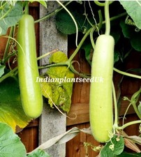 Organic Heirloom Indian Lauki