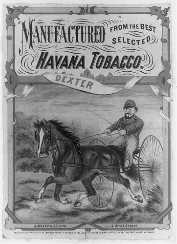 Photo dexter horse jockey - photo:dexter,