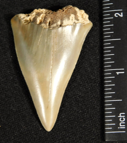 Larger ancestral great white - ancestral,