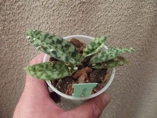 Paphiopedilum bullenianum var