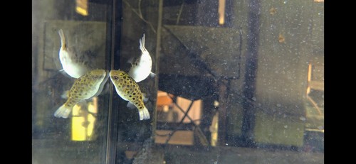 Leopard puffer fish live - leopard,
