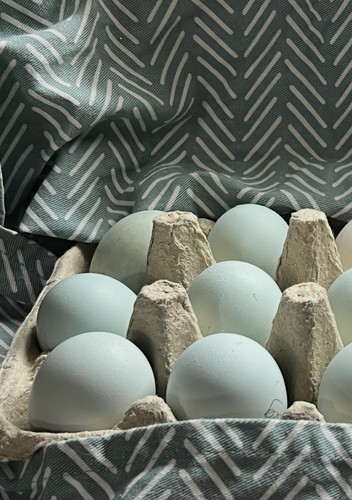 Legbar chicken blue eggs - chicken, 6