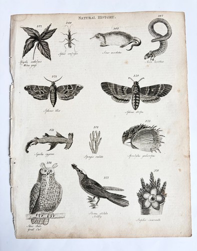 Natural history engravings - natural,