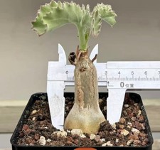 3CM+ Rare Cacti SucculentLive