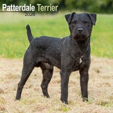 Patterdale Terrier Calendar