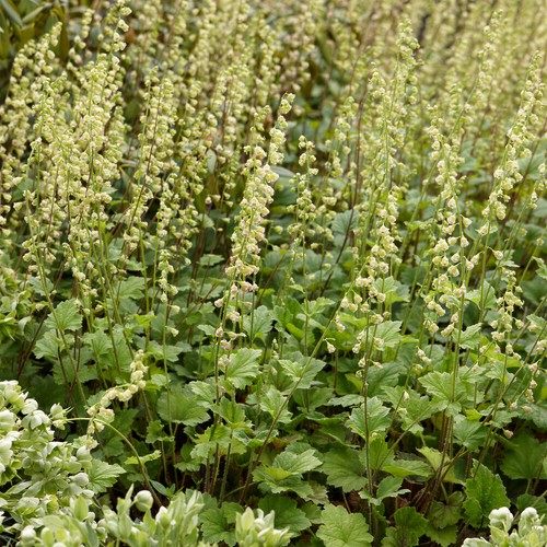 Tellima rubra pink - tellima,