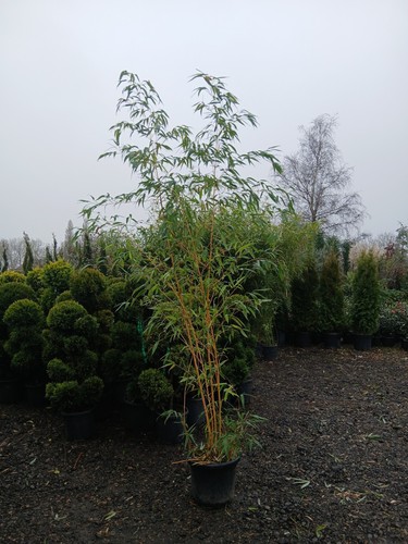 Vivax giant chinese timber - giant,