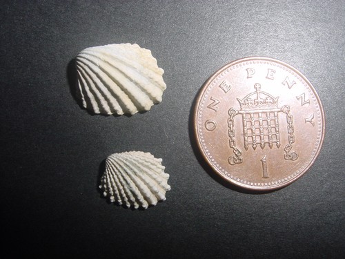 Nice bartonian eocene glans - nice,