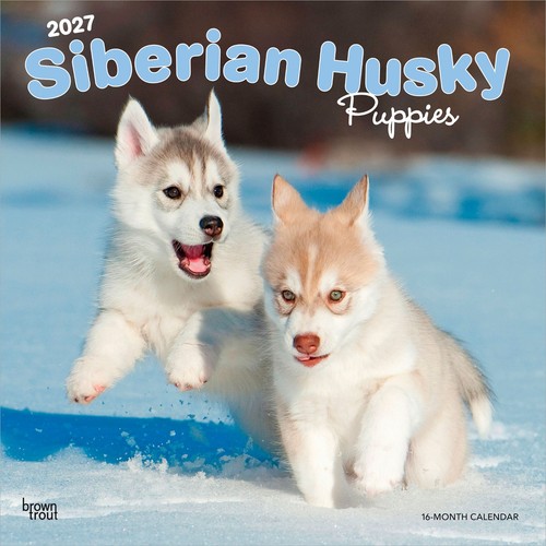 Siberian husky puppies 2027 - siberian, |