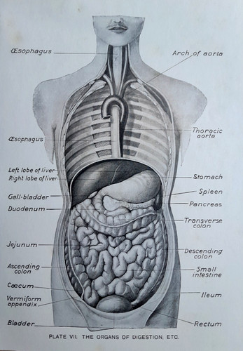 Human anatomy digestive organs - human,
