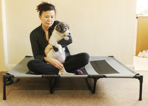 Elevated dog bed pet cat - dog, mesh