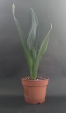 Sansevieria Jade