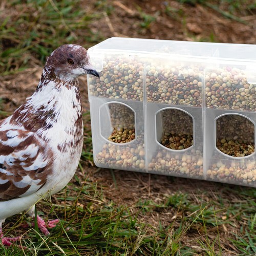 Quail feeder cage - feeder,