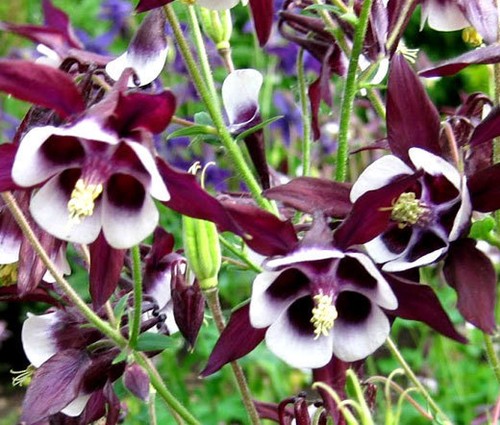 Columbine william guinness - william,