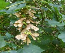 100 Sycamore Tree Seeds- Free Postage