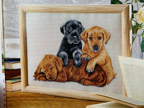 Puppy pile labrador - up!, dog