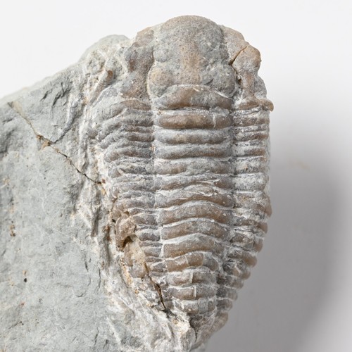 Trilobite silurian gotland - trilobite,