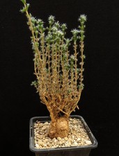 Trichodiadema bulbosum