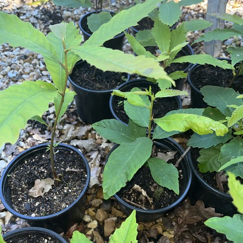 Free sweet chestnut - free,