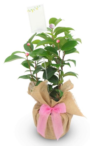 Camellia nuccio pearl gift - camellia,
