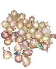 Red Sun Shallot Onion Sets - 15 Bulbs - Ready To Plant And Harvest This Year 