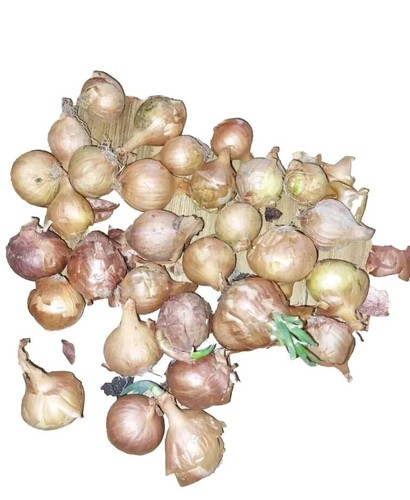 Red sun shallot - sun, onion
