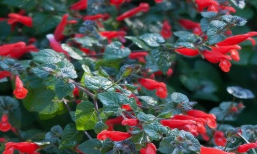Salvia disjuncta 9cm pot - salvia,