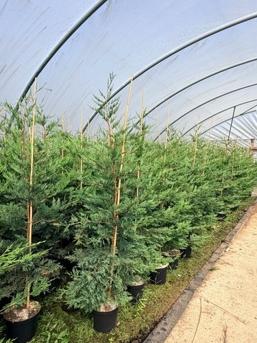 10x 6ft extra large green - 10x,