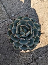 Agave Potorum Kisshokan