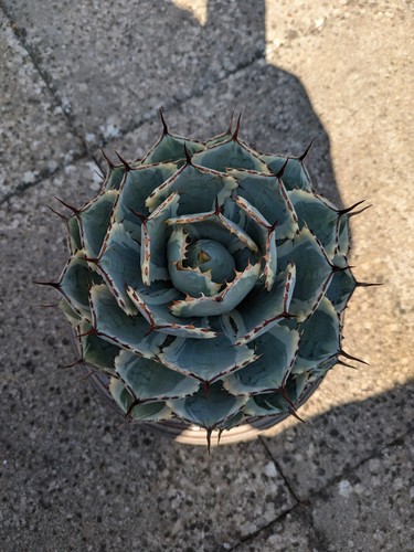 Agave potorum kisshokan - agave,