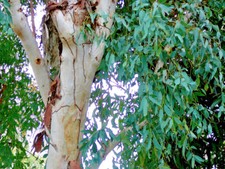 Eucalyptus camaldulensis red - camaldulensis,,