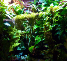 Mossy Jungle Branches