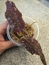Hoya Undulata Cutting