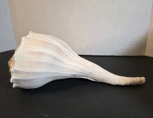Large white conch seashell - large,