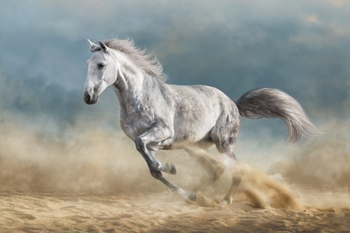 660872 horse wall art - 660872,