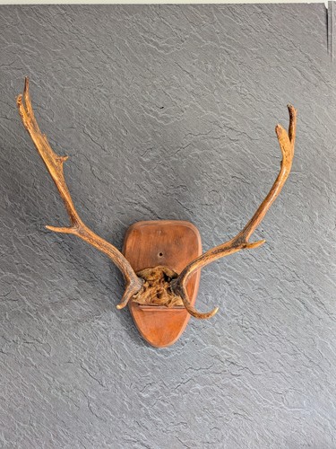 Fallow deer antlers - deer,