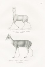 Antelope clipspringer antelope