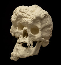 Joseph merrick elephant - joseph,