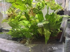 JAVA FERN  x 5 - AQUARIUM