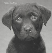 Christmas Card From the Dog -