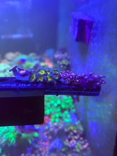 Pack zoa frag - 4, bundle