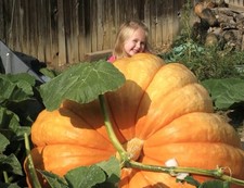 15 x Squash Pumpkin Giant Atlantic World Record Seeds. NON GMO. 20-50 kg